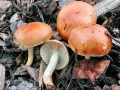 Pholiota spumosa