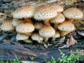 Pholiota_squarrosa.jpg