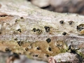 Phomopsis inaequalis
