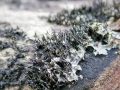 Phomopsis_velata.jpg