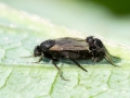 Phoridae_spp.jpg