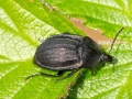 Phosphuga atrata