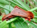 Phragmatobia_fuliginosa.jpg