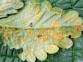 Phragmidium_duchesneae.jpg