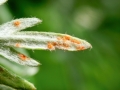 Phragmidium_potentillae.jpg