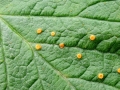 Phragmidium rubi-idaei
