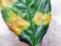 Phragmidium_tuberculatum.jpg