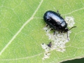 Phratora_spp.jpg