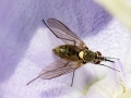 Phthiria minuta