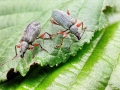 Phyllobius calcaratus