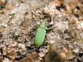 Phyllobius_maculicornis.jpg