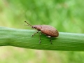 Phyllobius pyri