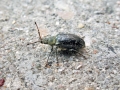 Phyllobius viridicollis