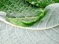 Phyllocolpa_leucosticta.jpg