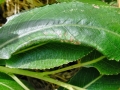 Phyllocolpa oblita