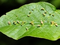 Phyllocoptes eupadi
