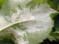 Phyllocoptes_malinus.jpg