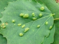 Phyllocoptes_populi.jpg