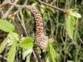 Phyllocoptruta_coryli.jpg