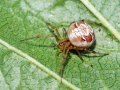 Phylloneta_impressa_Weibchen.jpg