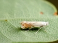 Phyllonorycter harrisella