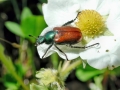 Phyllopherta_horticola.jpg