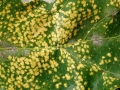 Phylloxera_coccinea.jpg