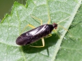 Phylus coryli