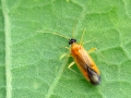 Phylus_melanocephalus.jpg