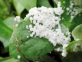 Physarum_daamii.jpg