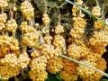 Physarum_utriculare.jpg