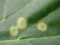 Physemocecis_hartigi.jpg