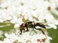 Physiphora_alceae.jpg