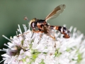 Physocephala_vittata_Weibchen.jpg