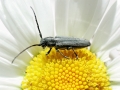 Phytoecia_nigricornis.jpg