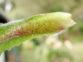 Phytomyza_cecidonomia.jpg
