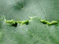Phytoptus_tetratrichus.jpg