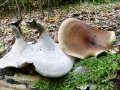 Picipes_badius.jpg