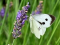 Pieris brassicae