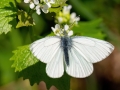 Pieris_napi.jpg