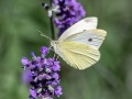 Pieris rapae