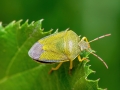 Piezodorus lituratus