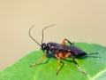 Pimpla_spp.jpg
