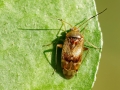 Pinalitus cervinus