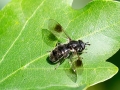 Pipiza lugubris