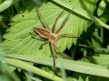 Pisaura_mirabilis.jpg