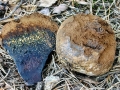 Pisolithus_arhizus.jpg