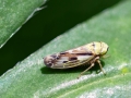 Pithyotettix_abietinus.jpg