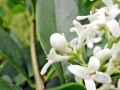 Placochela_ligustri.jpg