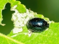 Plagiodera versicolora
